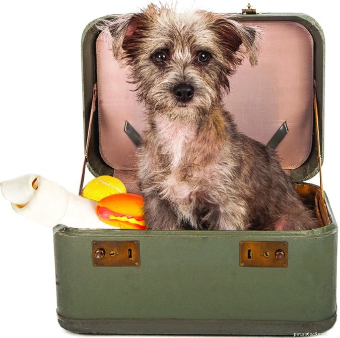 Expert Advice: How to Make Your Dog’s Boarding Experience Seamless