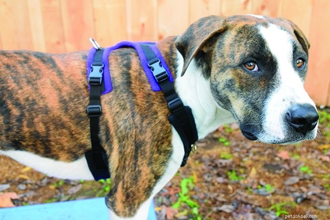 Top Front‑Clip Dog Harnesses for Comfortable, Controlled Leash Walking
