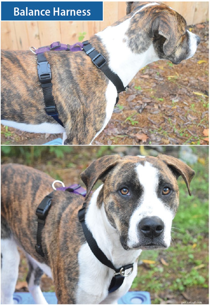 Top Front‑Clip Dog Harnesses for Comfortable, Controlled Leash Walking