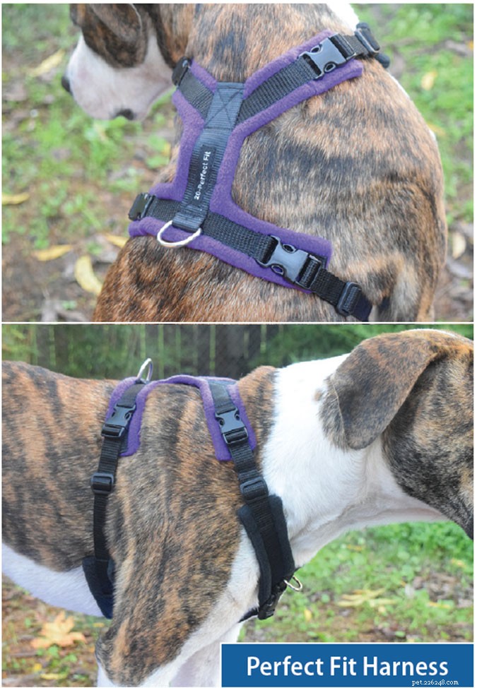 Top Front‑Clip Dog Harnesses for Comfortable, Controlled Leash Walking