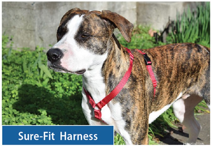 Top Front‑Clip Dog Harnesses for Comfortable, Controlled Leash Walking