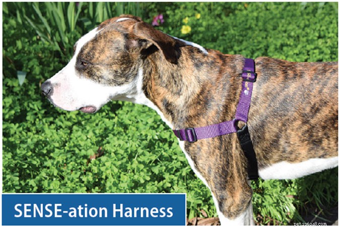 Top Front‑Clip Dog Harnesses for Comfortable, Controlled Leash Walking