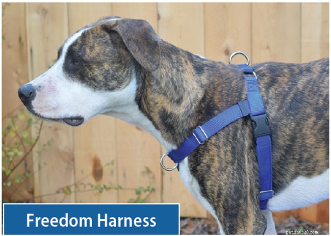 Top Front‑Clip Dog Harnesses for Comfortable, Controlled Leash Walking