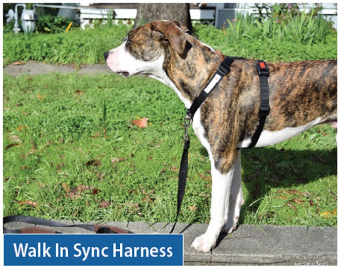 Top Front‑Clip Dog Harnesses for Comfortable, Controlled Leash Walking