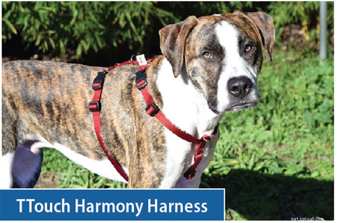 Top Front‑Clip Dog Harnesses for Comfortable, Controlled Leash Walking