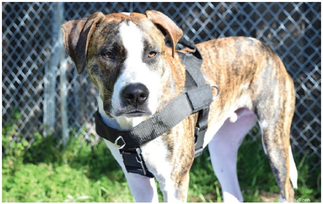 Top Front‑Clip Dog Harnesses for Comfortable, Controlled Leash Walking