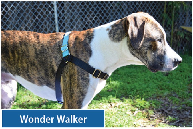 Top Front‑Clip Dog Harnesses for Comfortable, Controlled Leash Walking