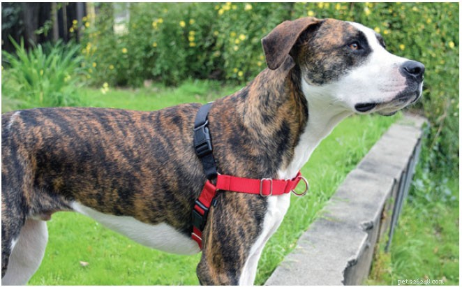 Top Front‑Clip Dog Harnesses for Comfortable, Controlled Leash Walking