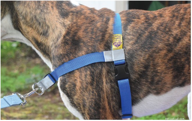 Top Front‑Clip Dog Harnesses for Comfortable, Controlled Leash Walking
