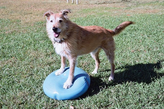 Senior Dog Fitness: Boost Energy & Mobility with Proven Exercise Plans