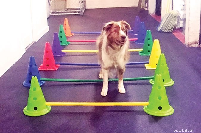 Senior Dog Fitness: Boost Energy & Mobility with Proven Exercise Plans