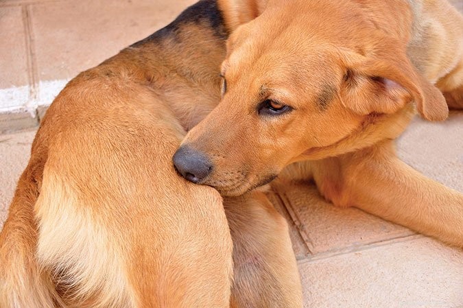 Effective Home Flea Control: Proven Steps to Eliminate Fleas Quickly