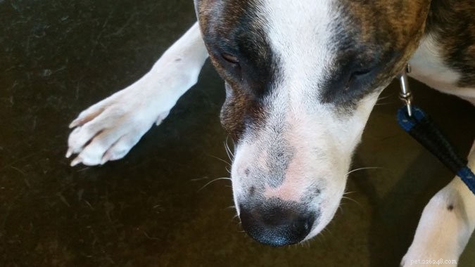 Why Pet Insurance is Essential for Unexpected Vet Emergencies