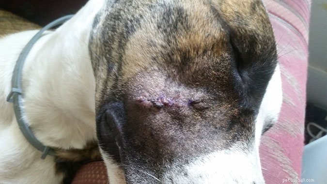 Why Pet Insurance is Essential for Unexpected Vet Emergencies