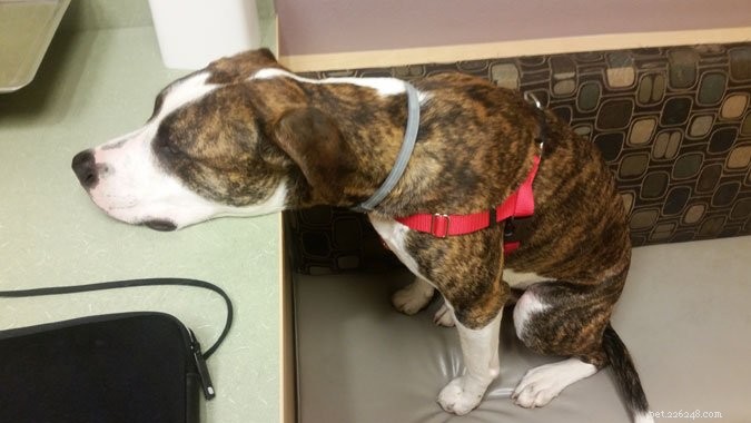 Why Pet Insurance is Essential for Unexpected Vet Emergencies