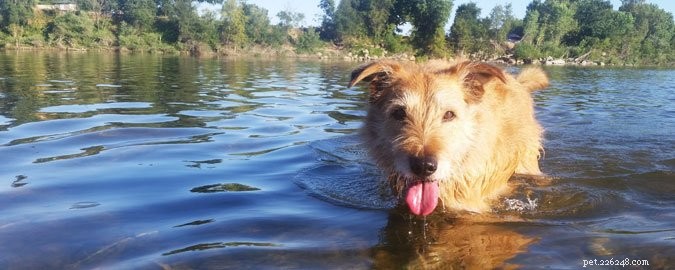 Why Pet Insurance is Essential for Unexpected Vet Emergencies