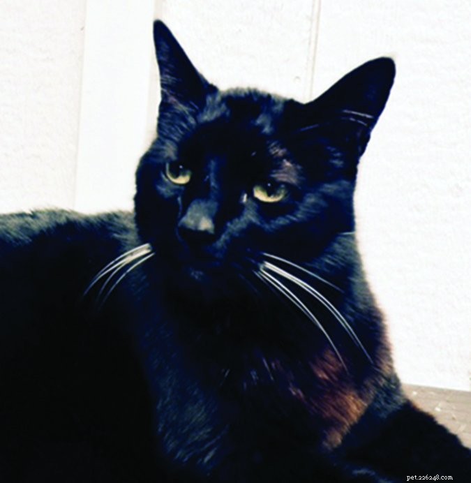 A 20‑Year‑Old Cat s Battle with a Malignant Tumor and the Search for Compassionate Care