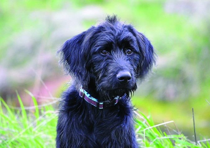 How to Build an Exceptional Dog Foster Home: A Step‑by‑Step Guide
