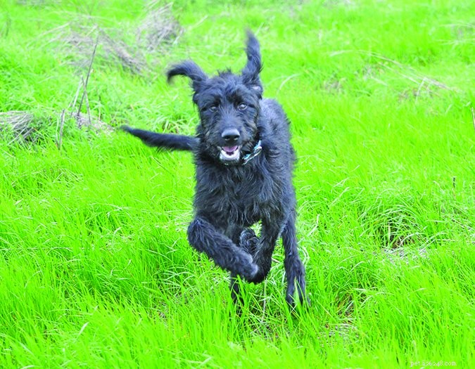 How to Build an Exceptional Dog Foster Home: A Step‑by‑Step Guide