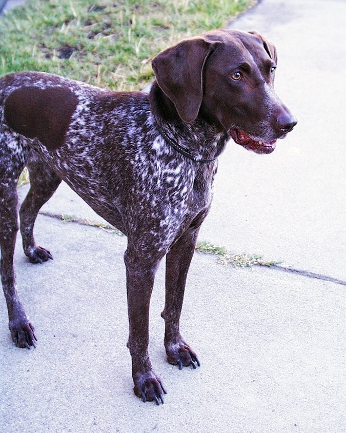 Understanding and Preventing Common Toenail Injuries in Dogs