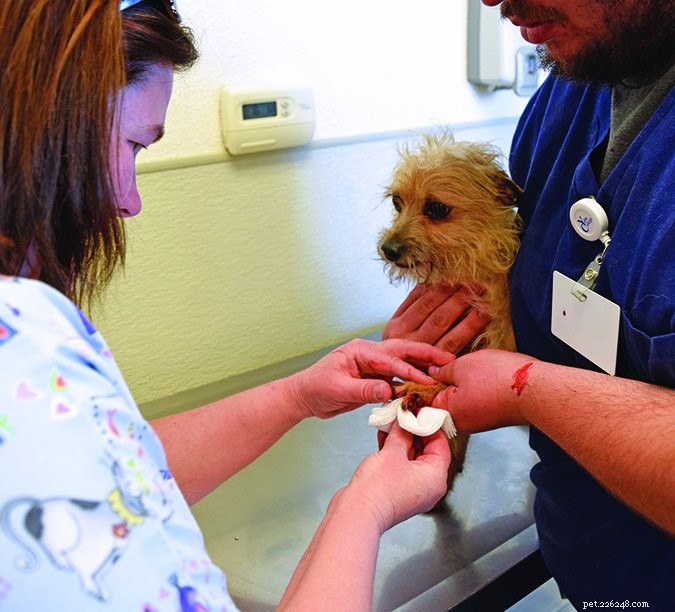 Understanding and Preventing Common Toenail Injuries in Dogs