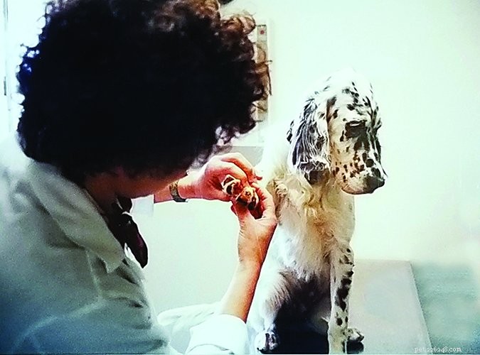 Understanding and Preventing Common Toenail Injuries in Dogs