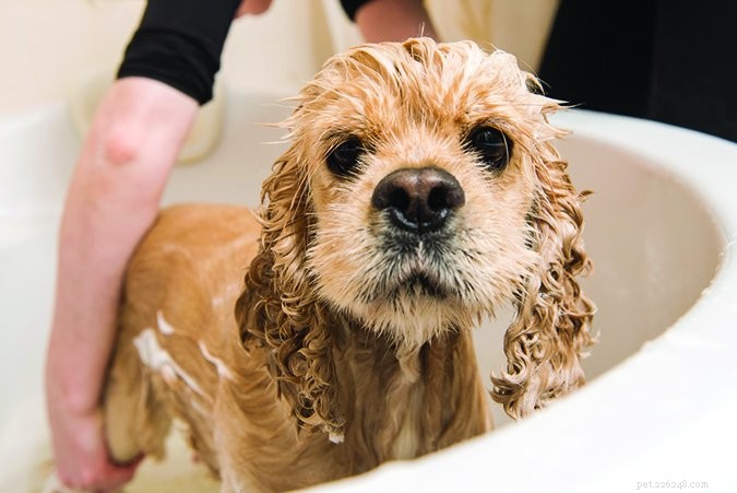 Why Does My Dog Smell Bad? Quick Fixes & Tips