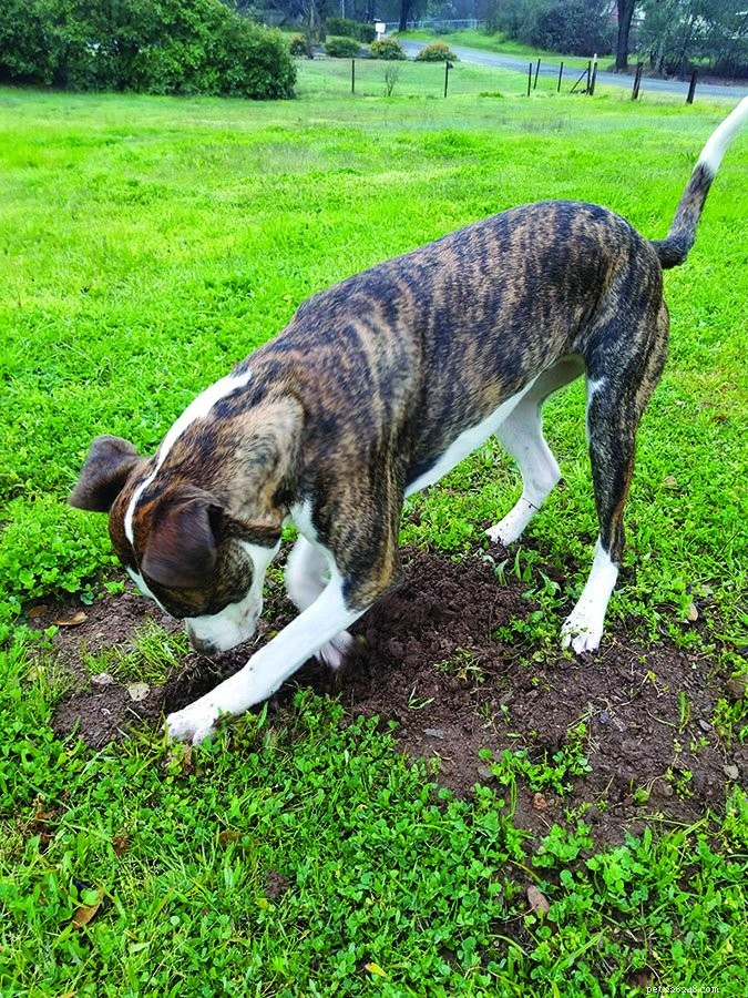 Mudbuster: Innovative Tumbler for Cleaning Your Dog s Feet