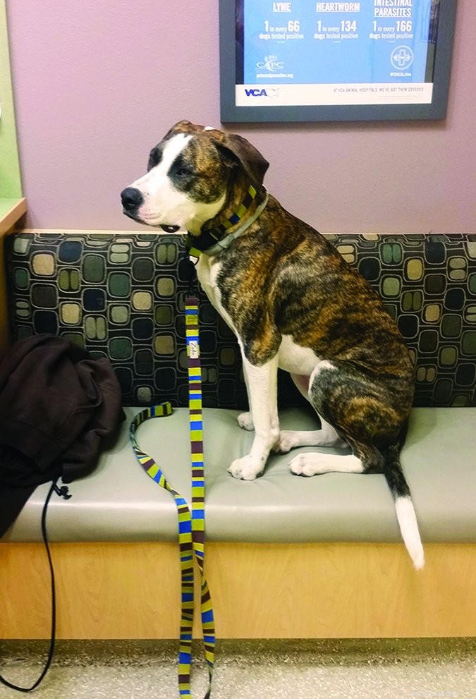 Dog Health Insurance 2018: Coverage, Companies & Savings