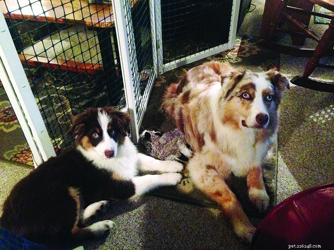 Why One Dog Isn t Enough: The Joy of Multiple Canine Companions