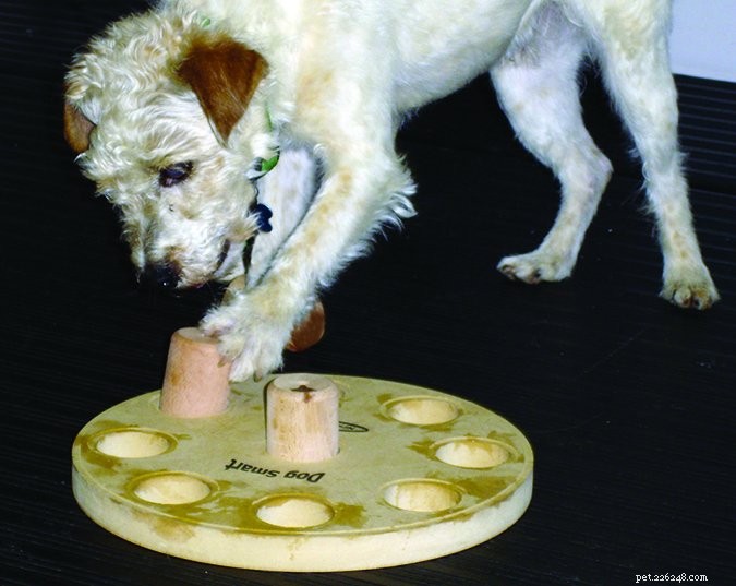 Why One Dog Isn t Enough: The Joy of Multiple Canine Companions
