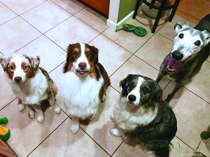 Why One Dog Isn t Enough: The Joy of Multiple Canine Companions