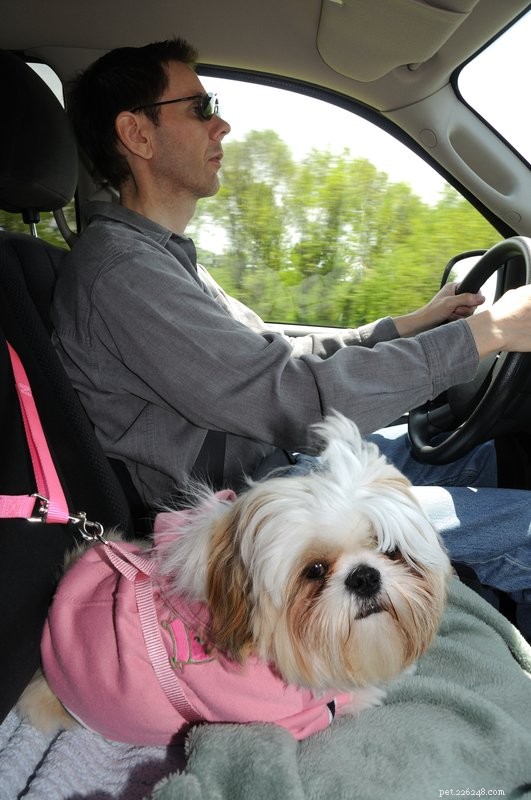 How to Plan a Successful Road Trip with Your Dog: Tips & Tricks