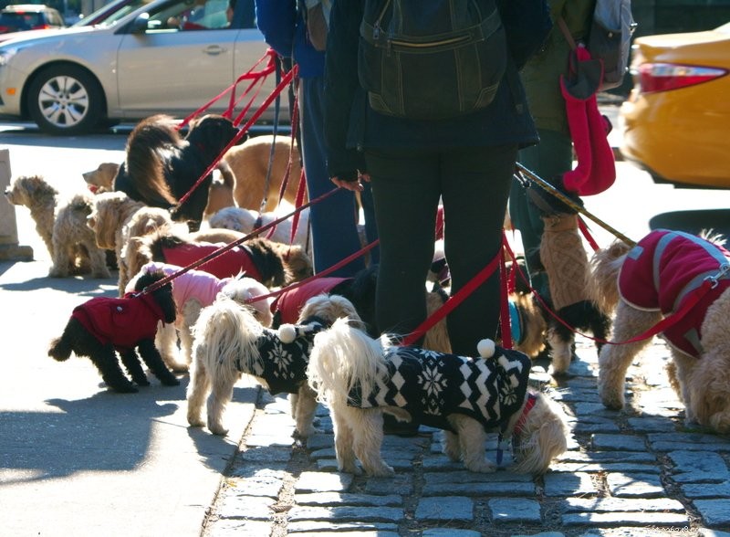 Are Dog Walking Apps Safe? A Trusted Guide to Protecting Your Pet