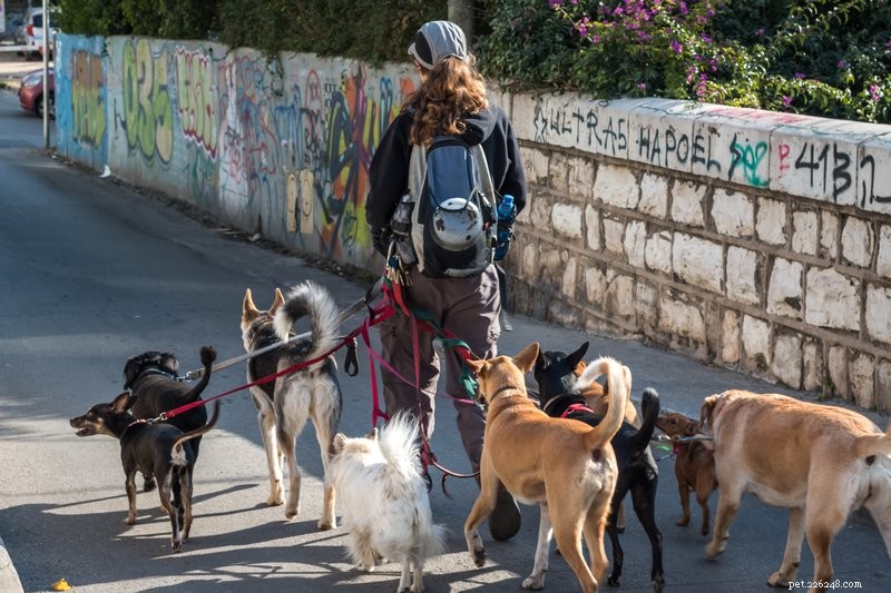 Are Dog Walking Apps Safe? A Trusted Guide to Protecting Your Pet
