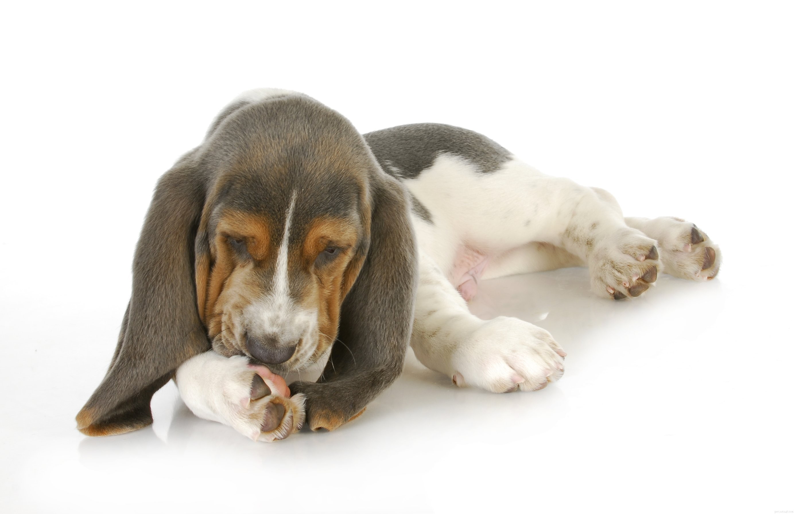 Why Raw Honey Is a Must‑Add Treat for Your Dog: 5 Proven Benefits