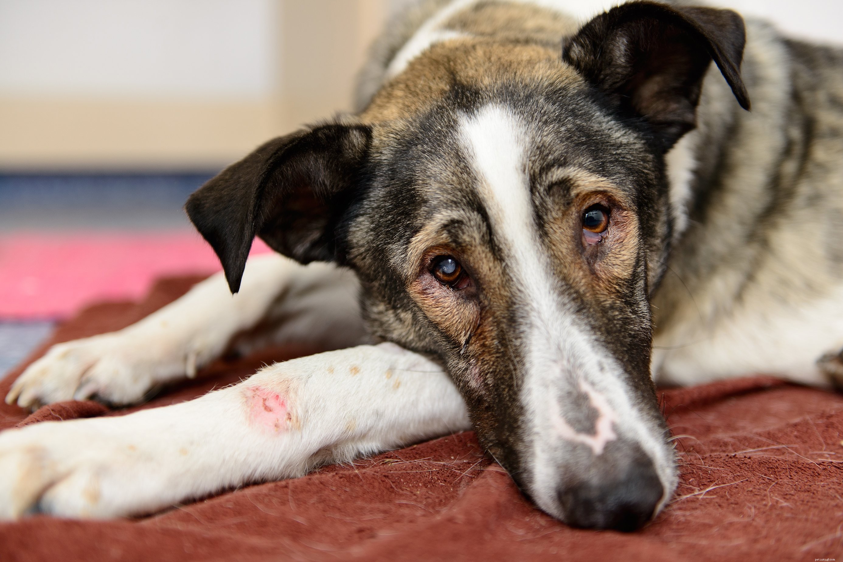 Why Raw Honey Is a Must‑Add Treat for Your Dog: 5 Proven Benefits