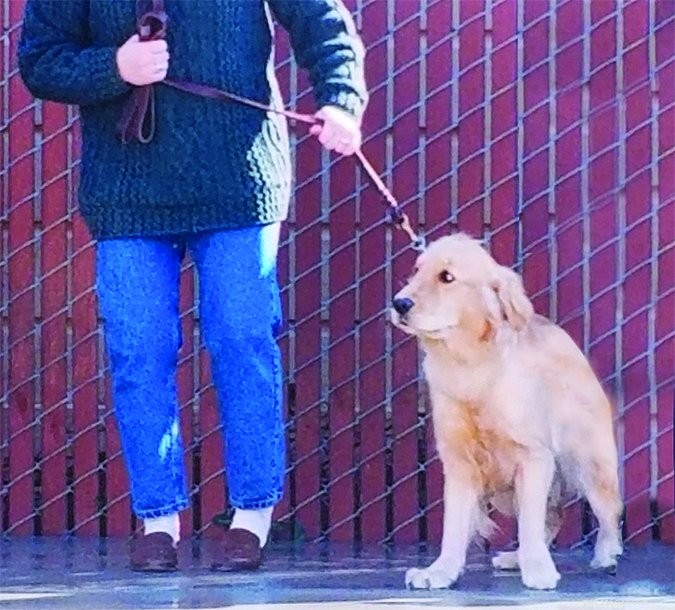 Expert Dog Boarding & Training Services: Safe, Effective Care for Behavioral Issues