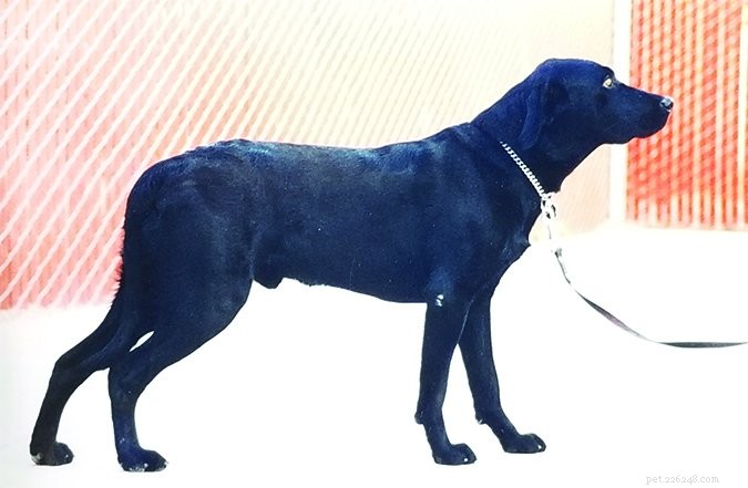 Expert Dog Boarding & Training Services: Safe, Effective Care for Behavioral Issues