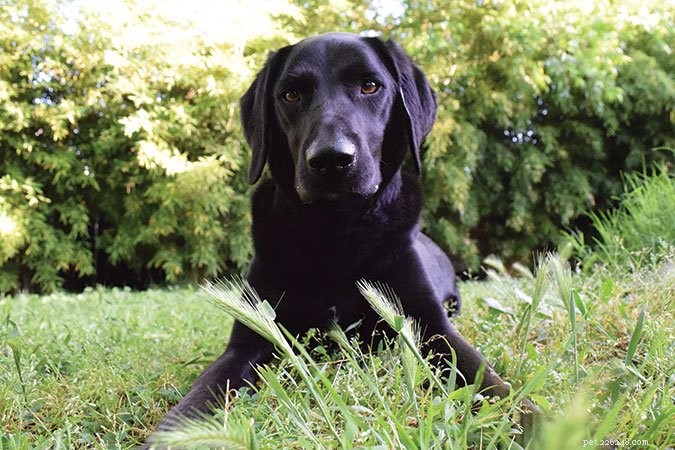 Foxtail Grass: How It Threatens Dogs in Western States & What Owners Can Do