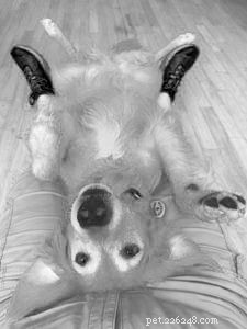 Choosing the Right Tool: Grinders vs. Clippers for Dog Nail Care