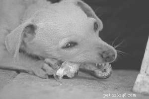 Choosing Safe Chew Toys for Dogs in Crates