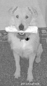 Choosing Safe Chew Toys for Dogs in Crates