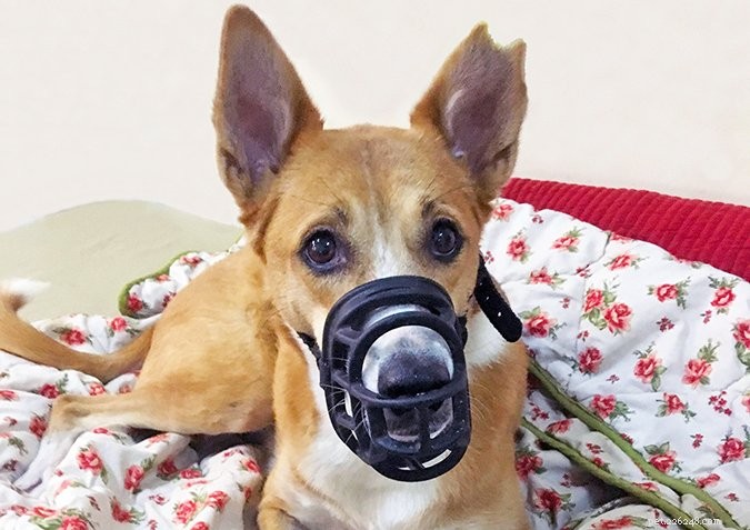 When Used Correctly, Dog Muzzles Safely Manage Aggressive Behaviors