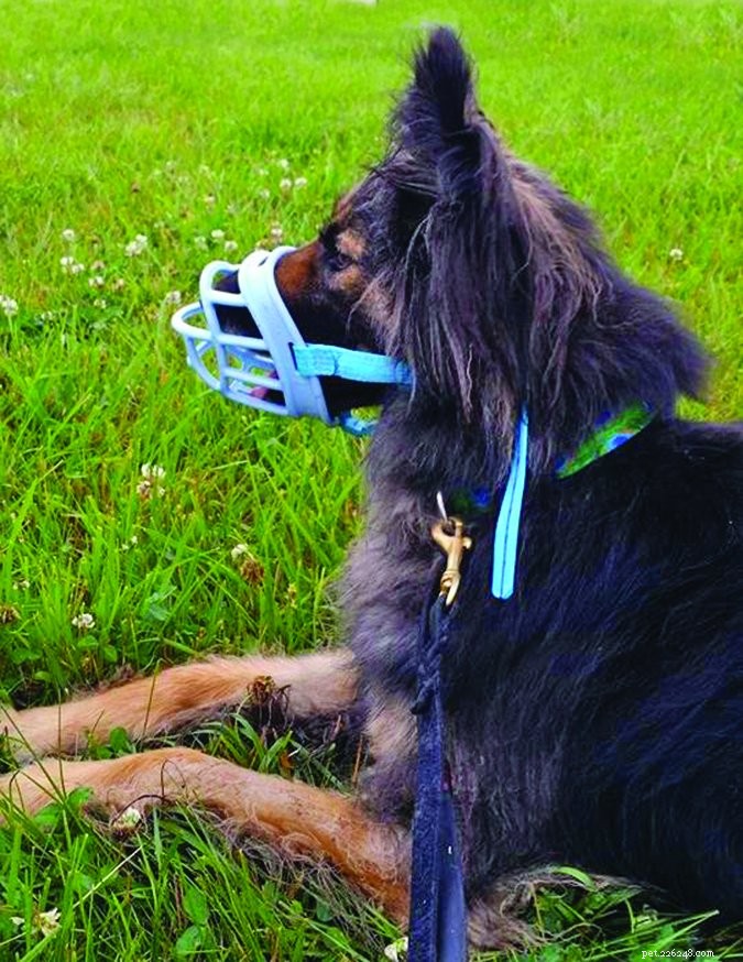 When Used Correctly, Dog Muzzles Safely Manage Aggressive Behaviors