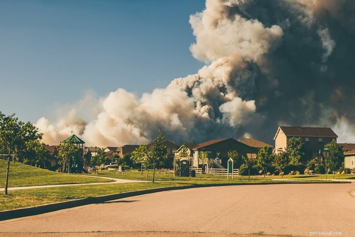 Protecting Dogs from Smoke Inhalation During California Wildfires