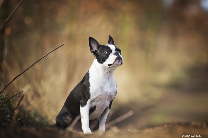 Protecting Dogs from Smoke Inhalation During California Wildfires