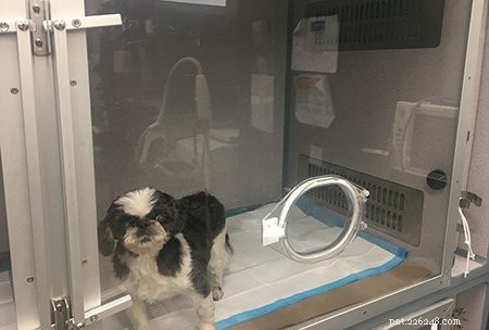 Protecting Dogs from Smoke Inhalation During California Wildfires