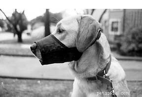 Essential Social Skills Every Puppy Needs for Confidence and Community