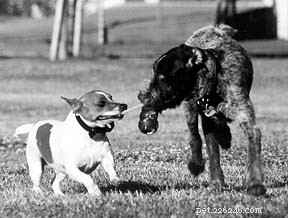 Essential Social Skills Every Puppy Needs for Confidence and Community